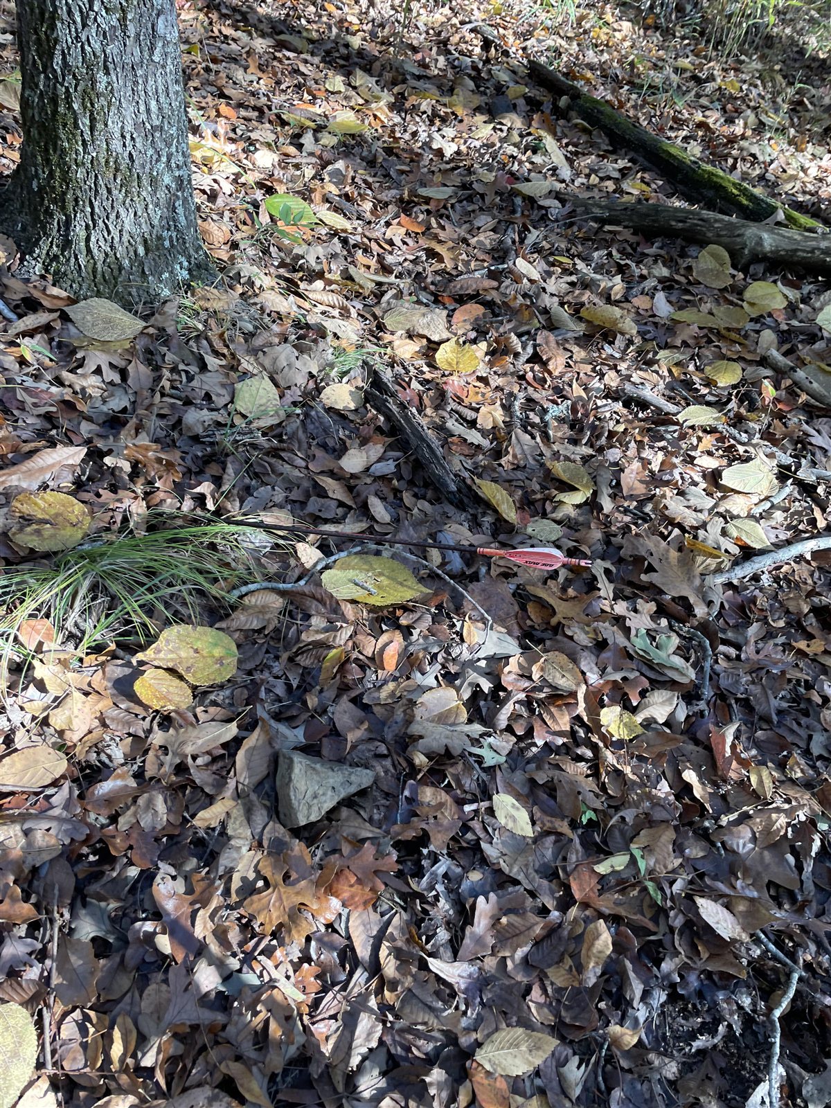 Doe + 2 Bucks taken with GrizzlyStik, bowhunting success story