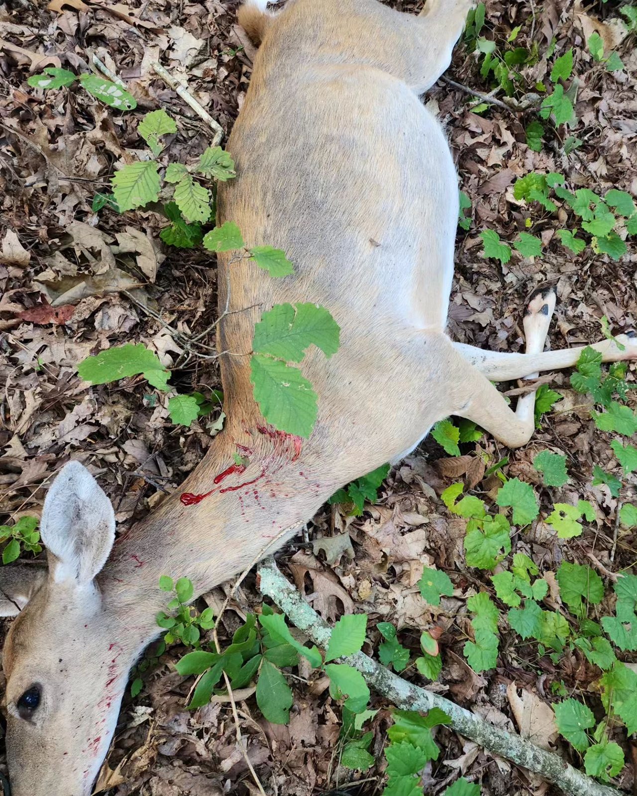 Doe taken with GrizzlyStik, bowhunting success story