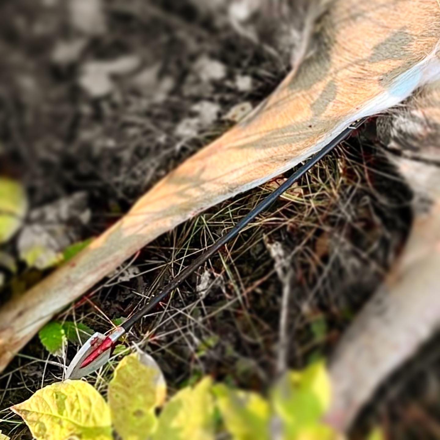 Doe taken with GrizzlyStik, bowhunting success story