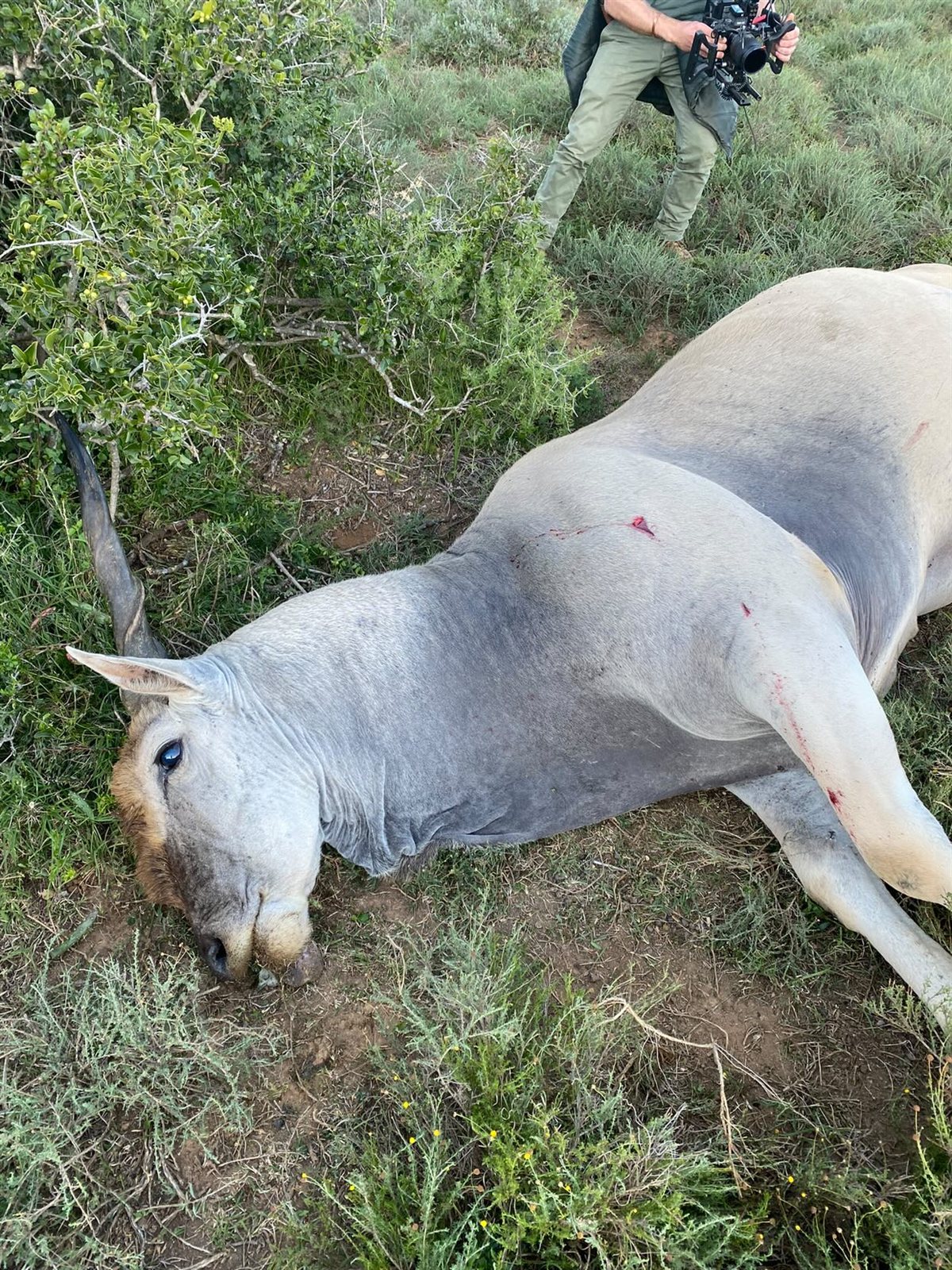 Eland taken with GrizzlyStik, bowhunting success story