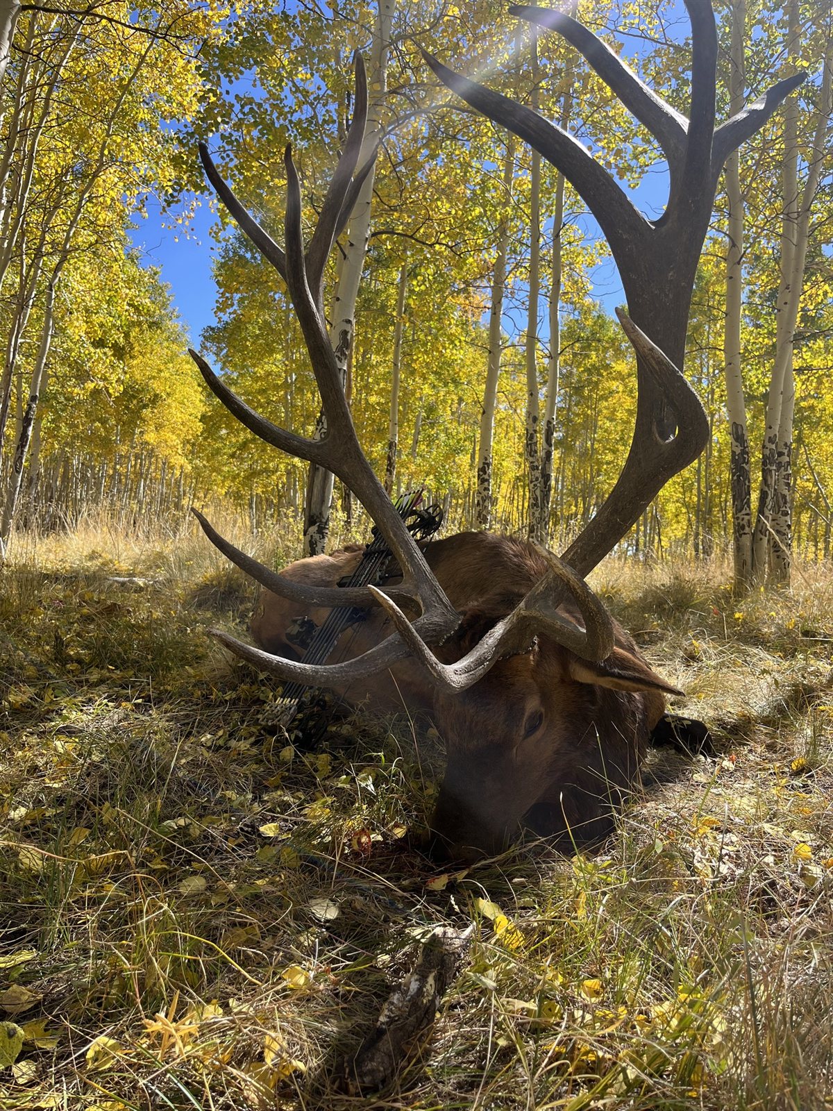 Elk taken with GrizzlyStik, bowhunting success story