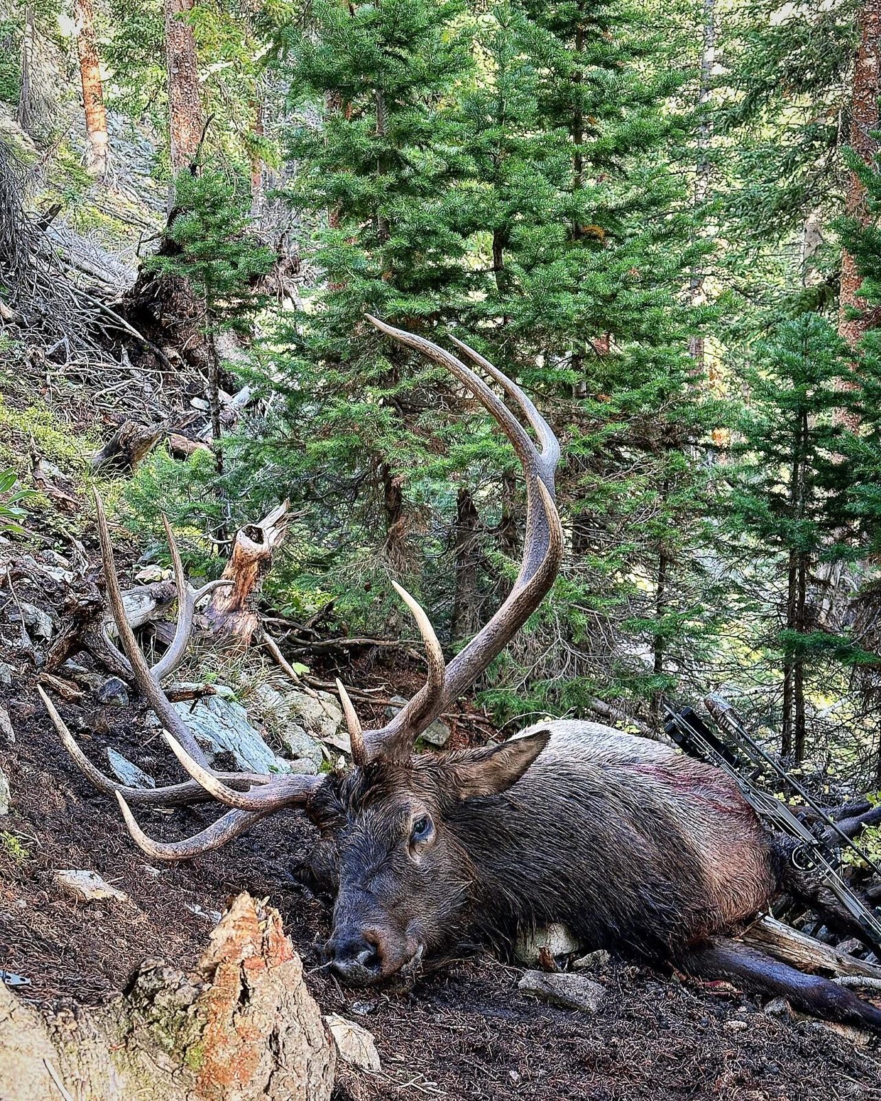 Elk taken with GrizzlyStik, bowhunting success story