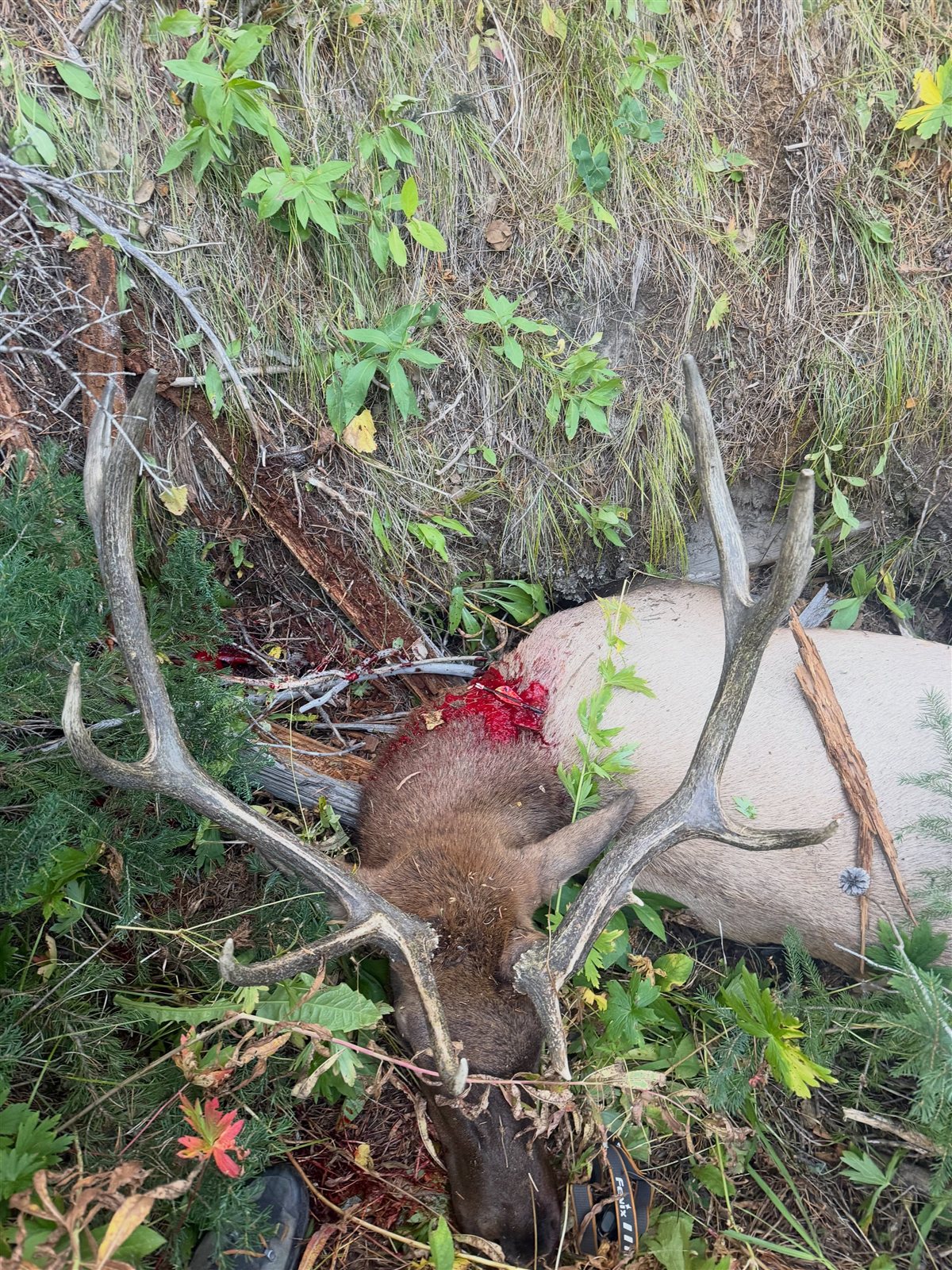 Elk taken with GrizzlyStik, bowhunting success story