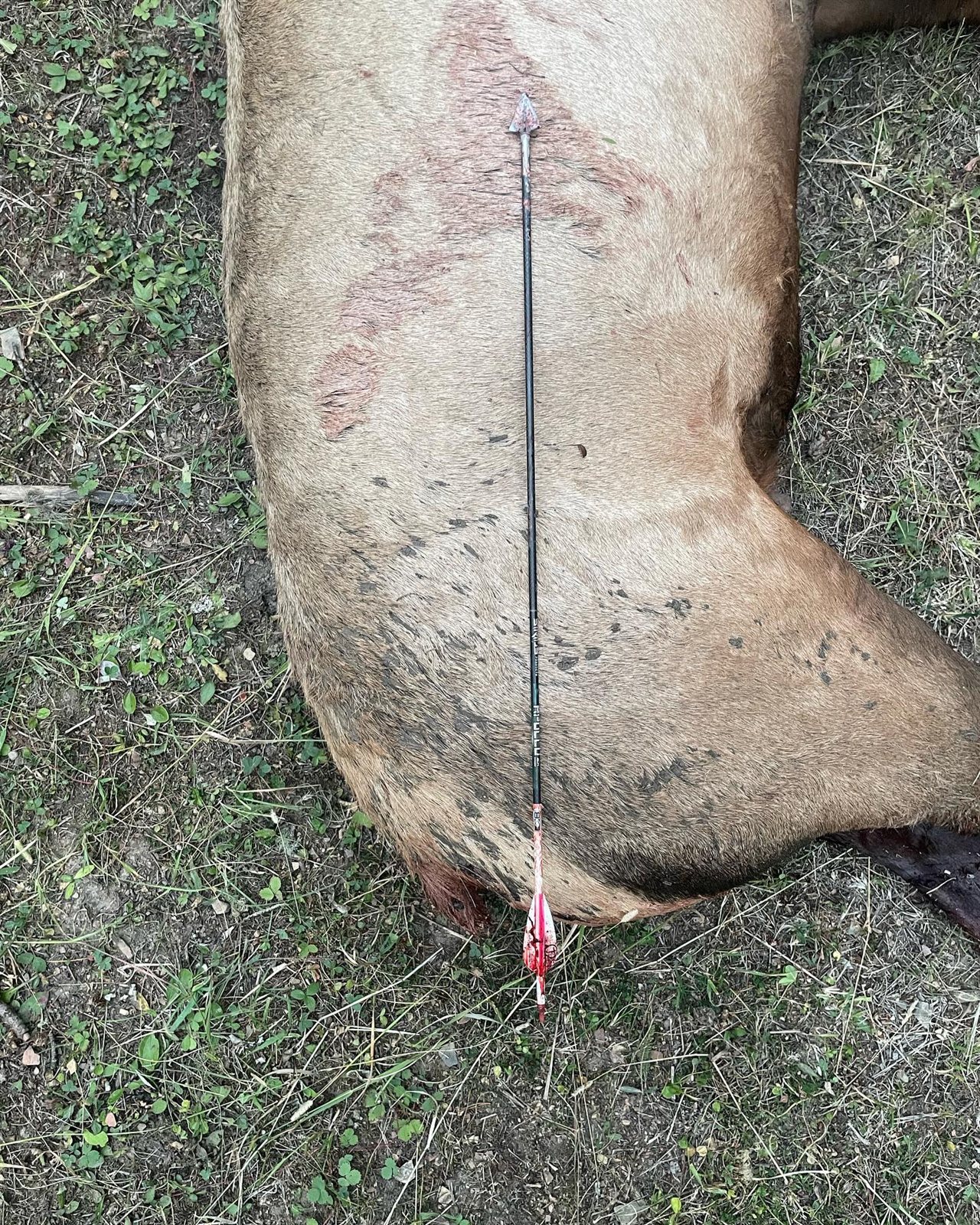 Elk taken with GrizzlyStik, bowhunting success story