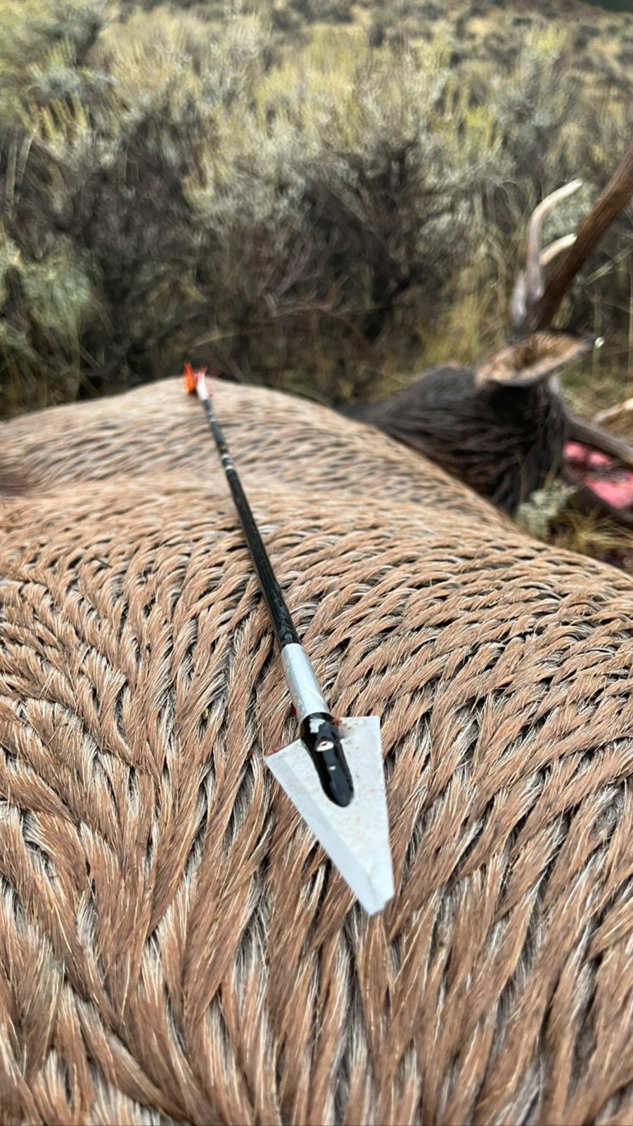 Elk taken with GrizzlyStik, bowhunting success story