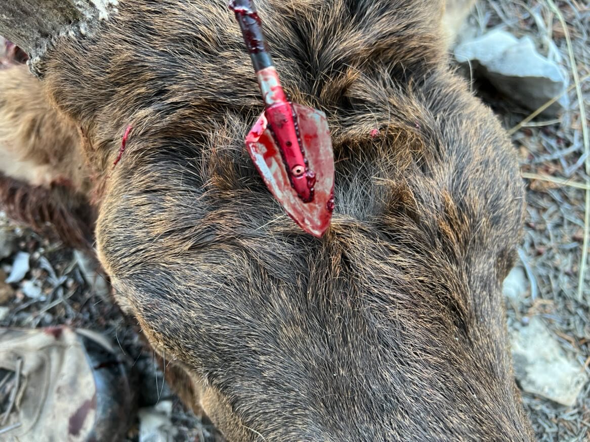 Elk taken with GrizzlyStik, bowhunting success story