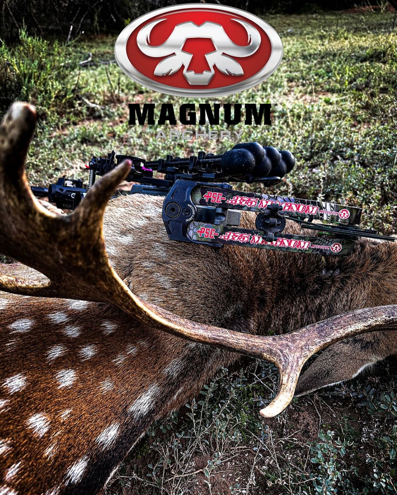 Fallow Deer taken with GrizzlyStik, bowhunting success story