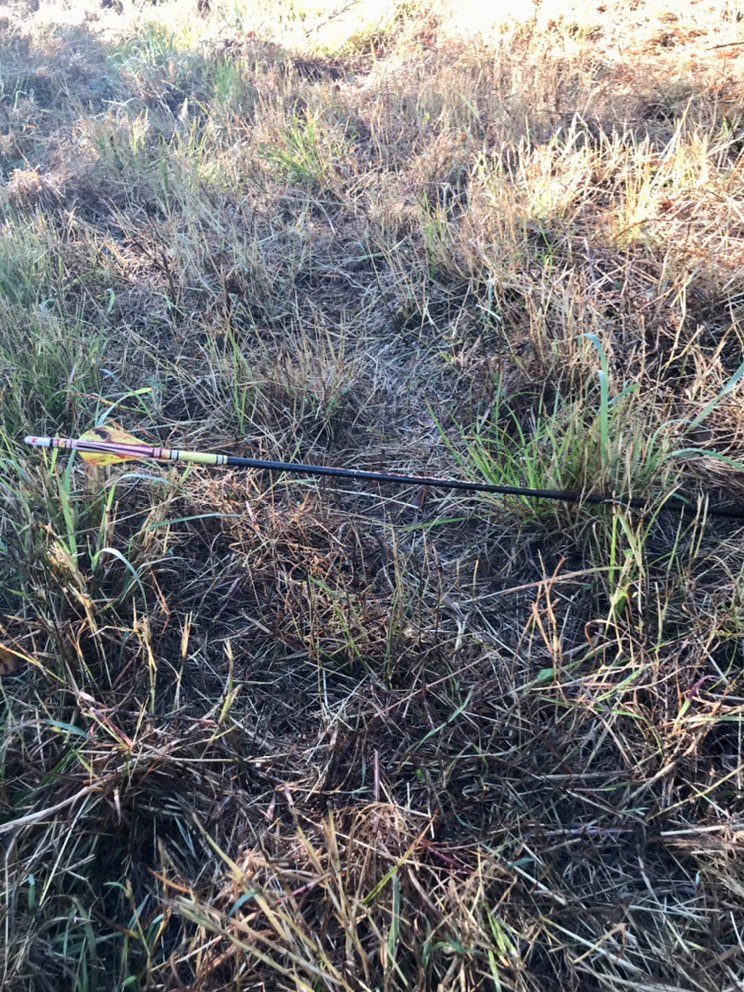 Feral Hog taken with GrizzlyStik, bowhunting success story