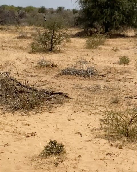 Kudu taken with GrizzlyStik, bowhunting success story