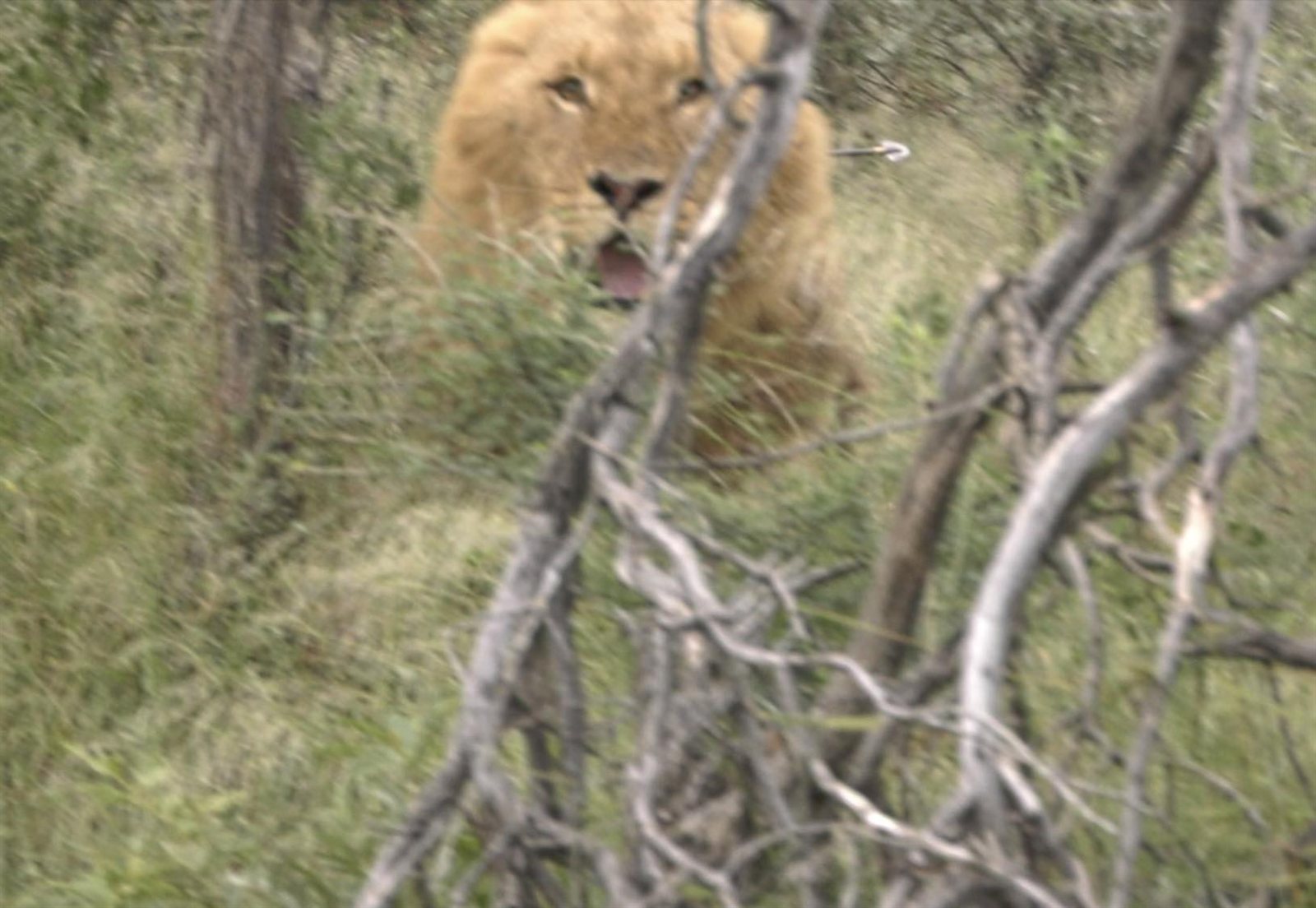 Lion + Giraffe + Roan taken with GrizzlyStik, bowhunting success story