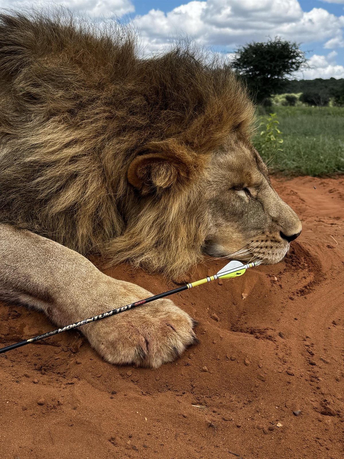 Lion taken with GrizzlyStik, bowhunting success story