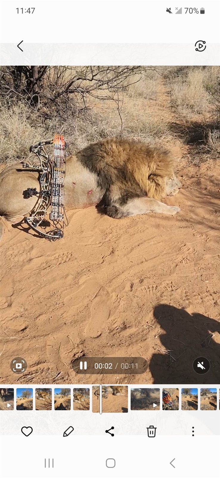 Lion taken with GrizzlyStik, bowhunting success story
