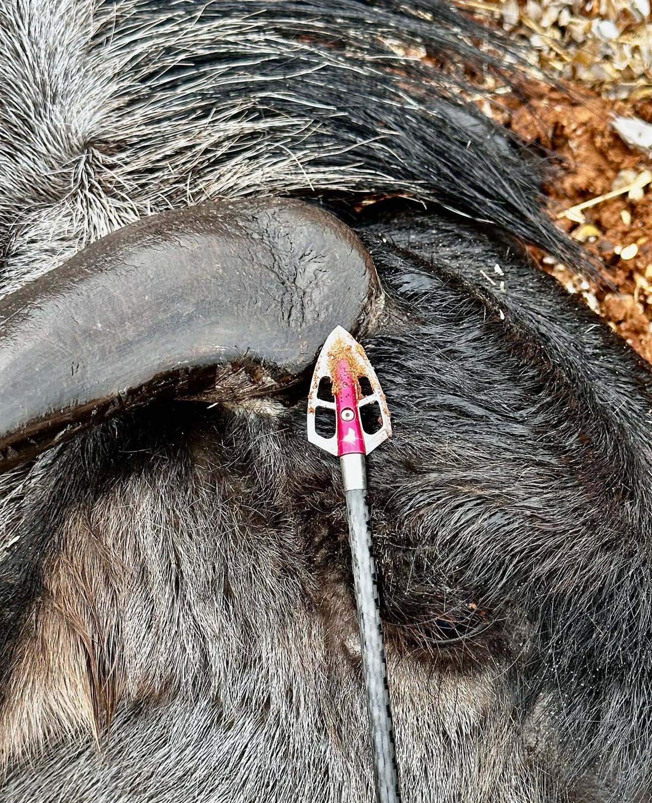 Meat Animals taken with GrizzlyStik, bowhunting success story