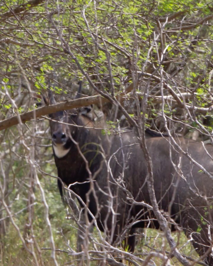 Nilgai taken with GrizzlyStik, bowhunting success story