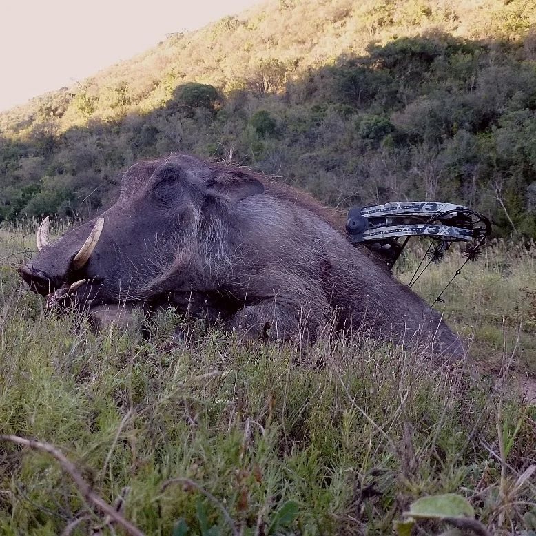 Pig taken with GrizzlyStik, bowhunting success story