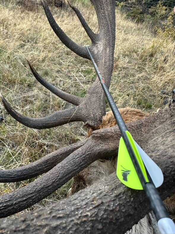 Red Stag taken with GrizzlyStik, bowhunting success story