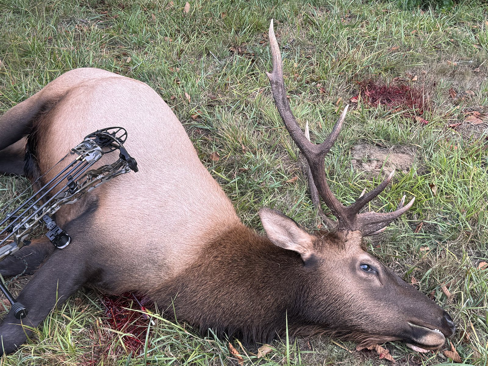 Roosevelt Elk taken with GrizzlyStik, bowhunting success story