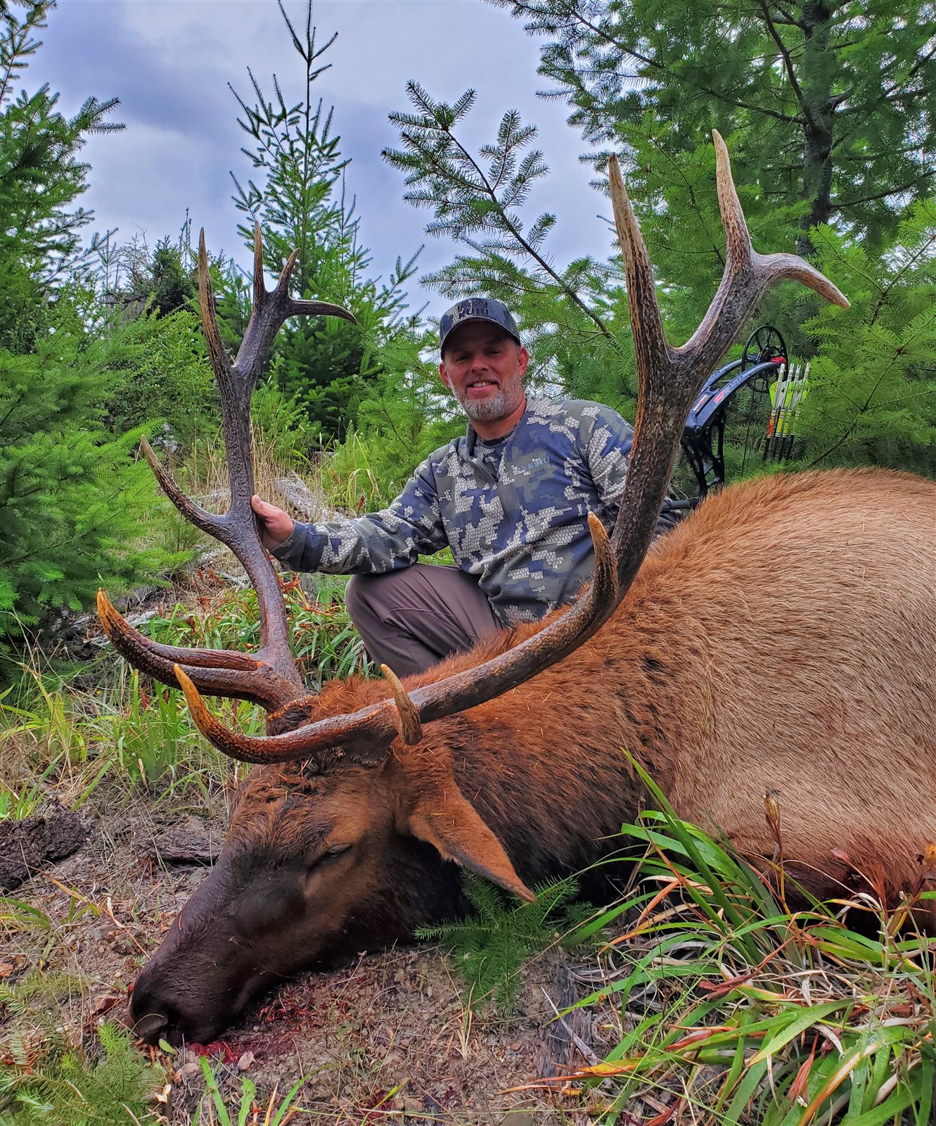 Roosevelt Elk taken with GrizzlyStik, bowhunting success story