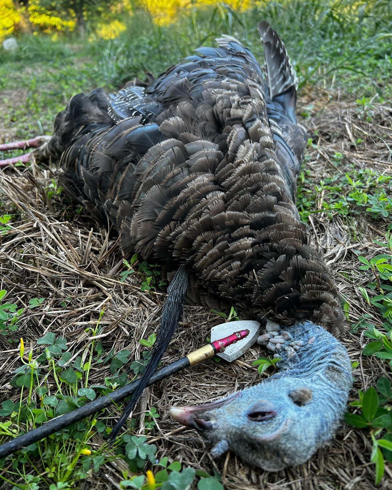 Turkey taken with GrizzlyStik, bowhunting success story