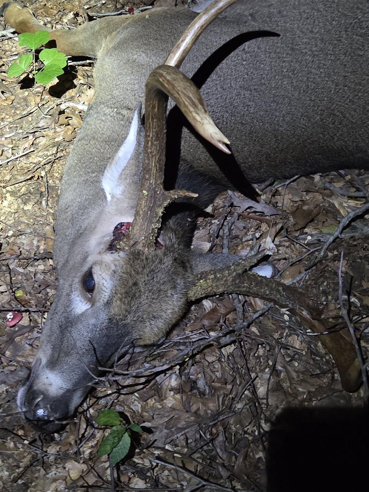 Whitetail Buck taken with GrizzlyStik, bowhunting success story
