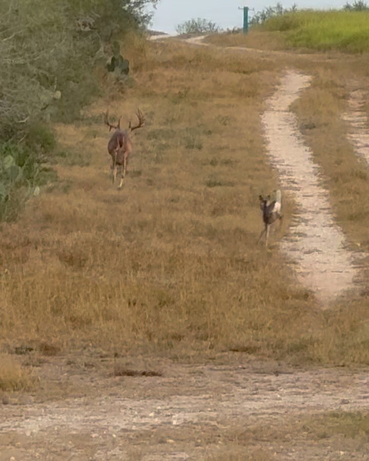 Whitetail Buck taken with GrizzlyStik, bowhunting success story