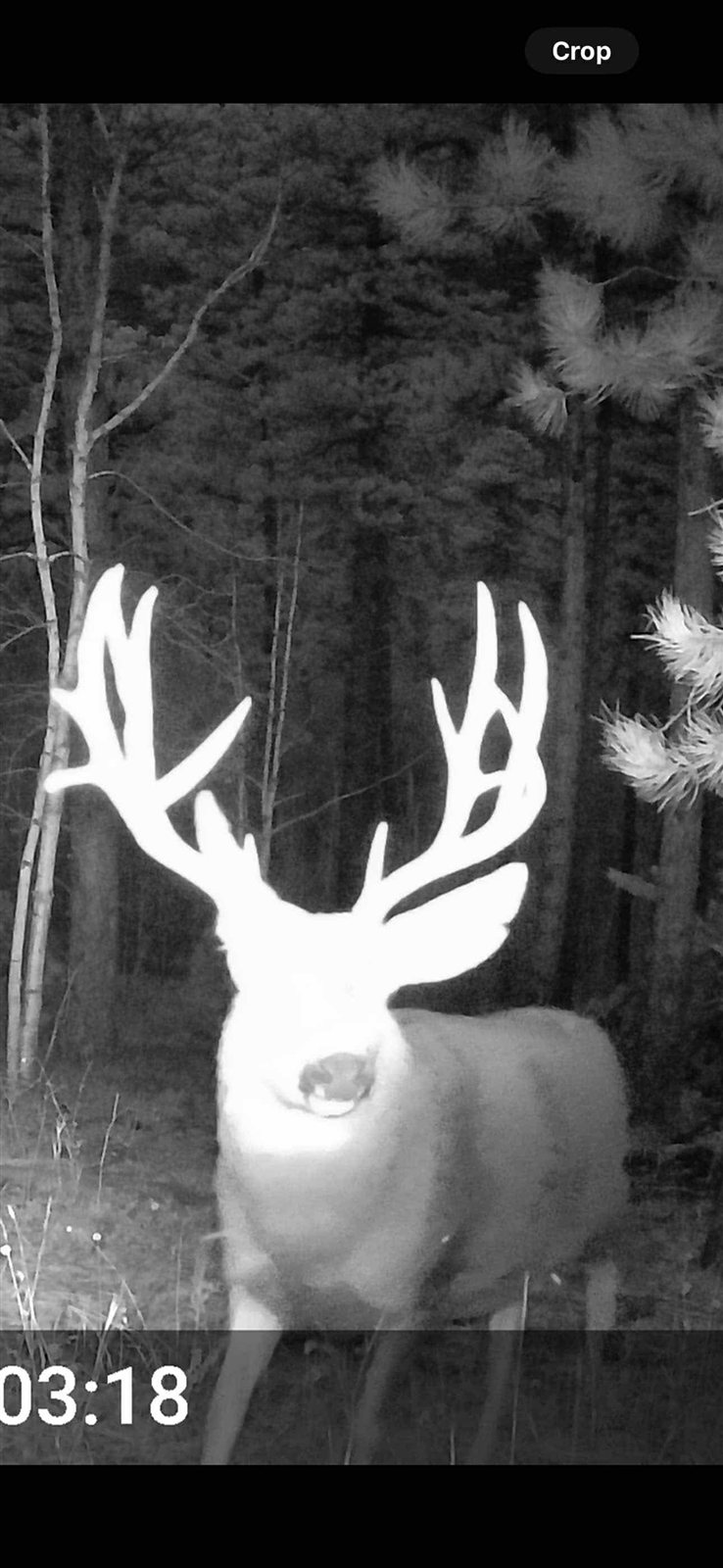 Whitetail Buck taken with GrizzlyStik, bowhunting success story