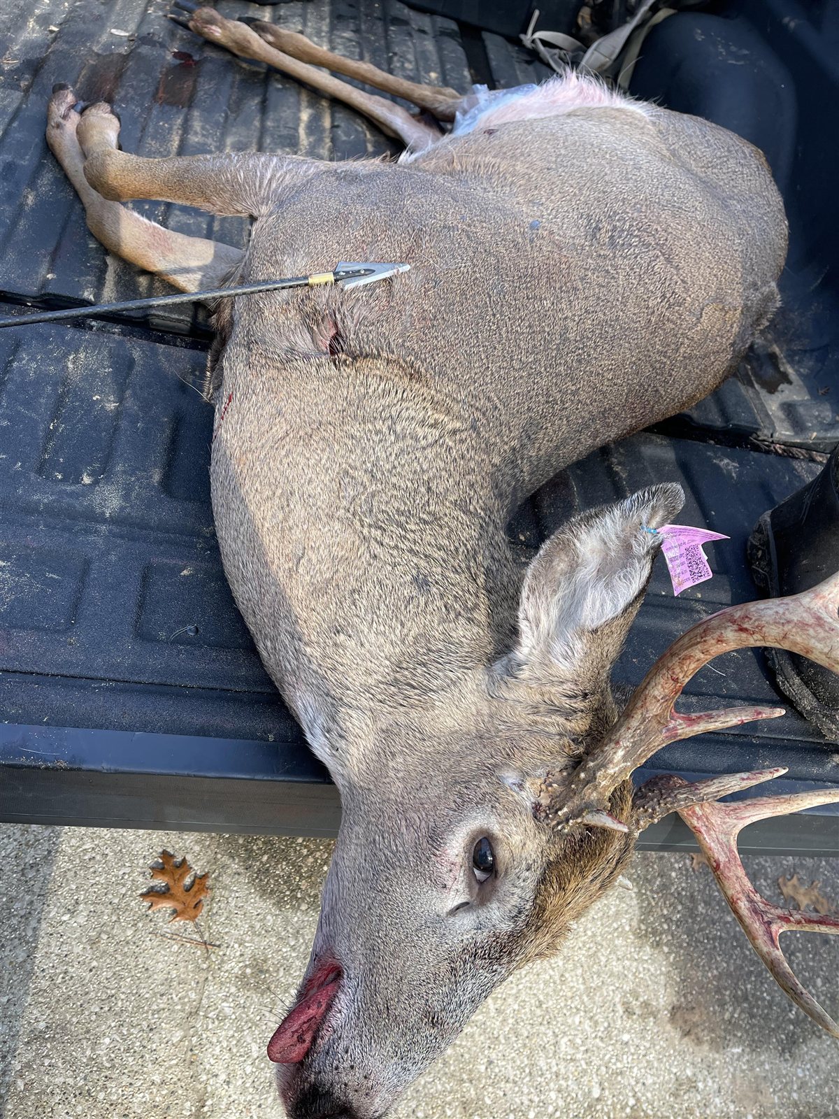 Whitetail Buck taken with GrizzlyStik, bowhunting success story