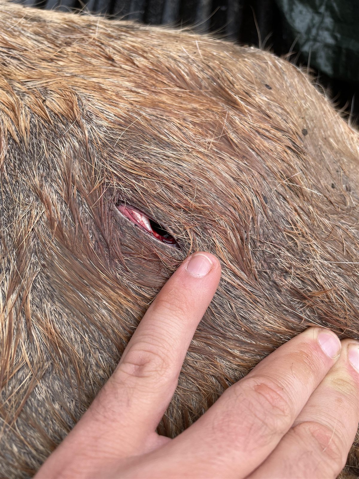 Whitetail taken with GrizzlyStik, bowhunting success story