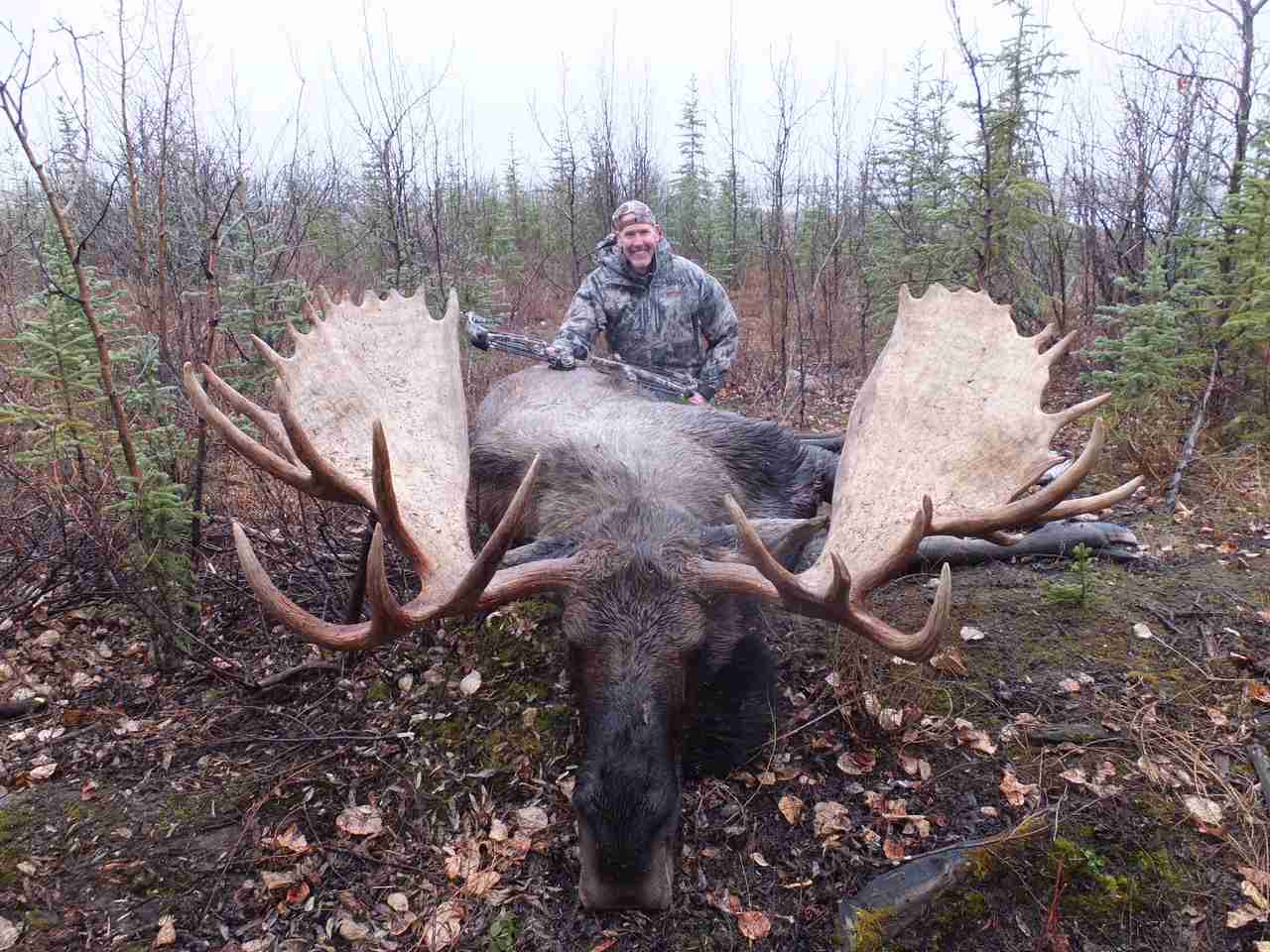 Yukon Moose