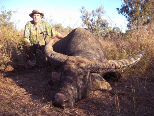 Asiatic buffalo Excellent Penetration