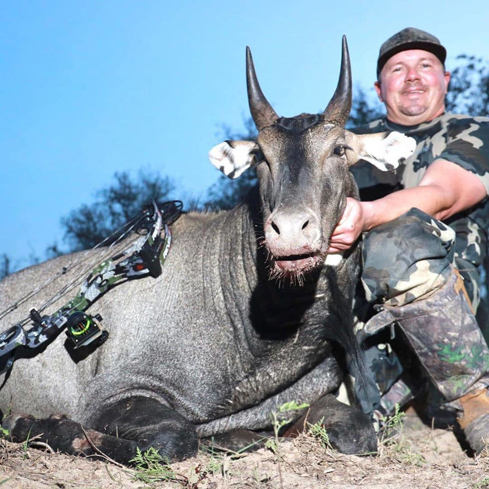 Nilgai Dream