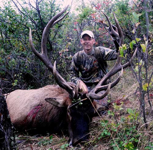 Trad Bull Elk 