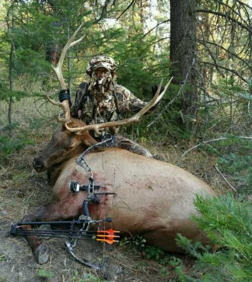 Opening Day Bull