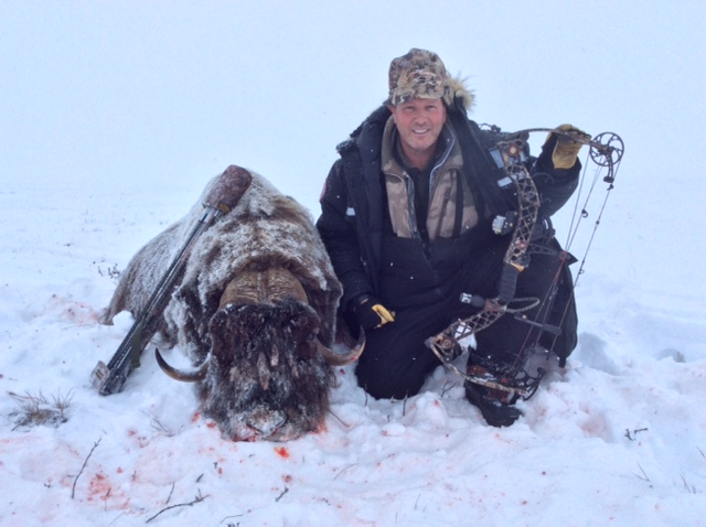 Arctic bow hunt for Musk Ox