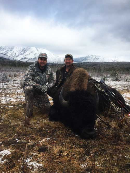 Bison in British Colombia