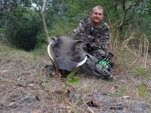 Warthog Stalk