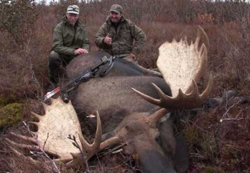 P&Y #9 Alaskan/Yukon Moose
