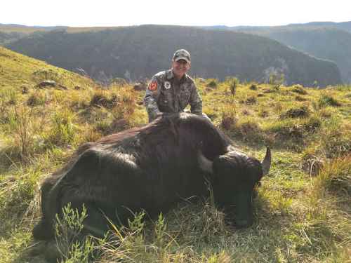 Brazilian Mountain Buffalo