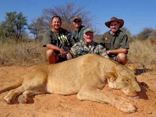 Kalahari Lioness Safari 