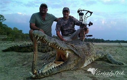 Crocodile Success