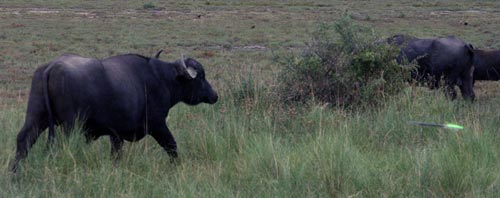 Argentina Water Buffalo