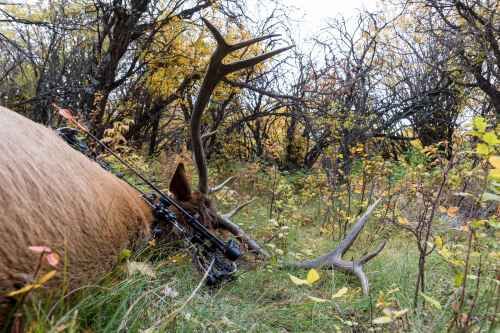 Canadian Bull