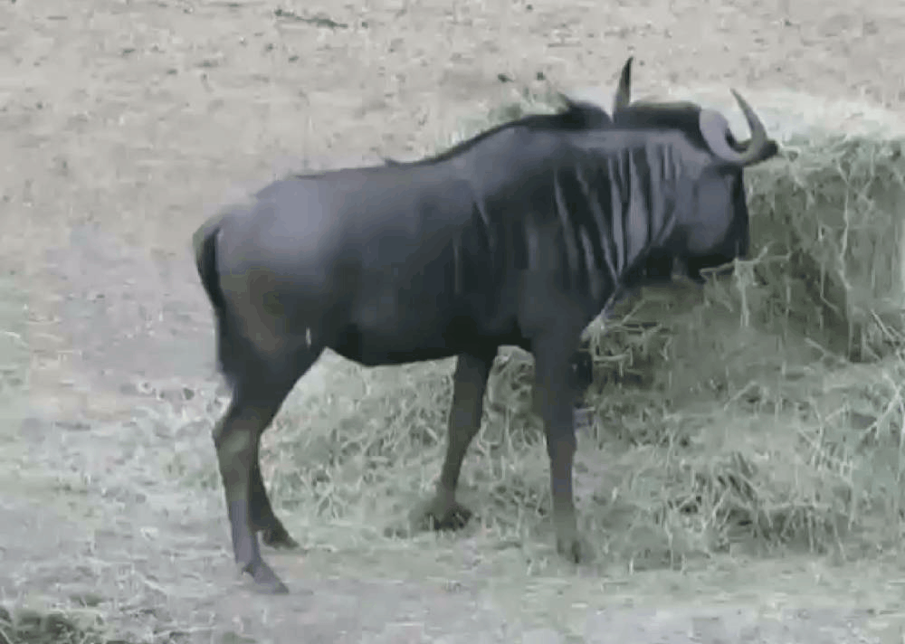 “Poor Man’s Cape Buffalo”