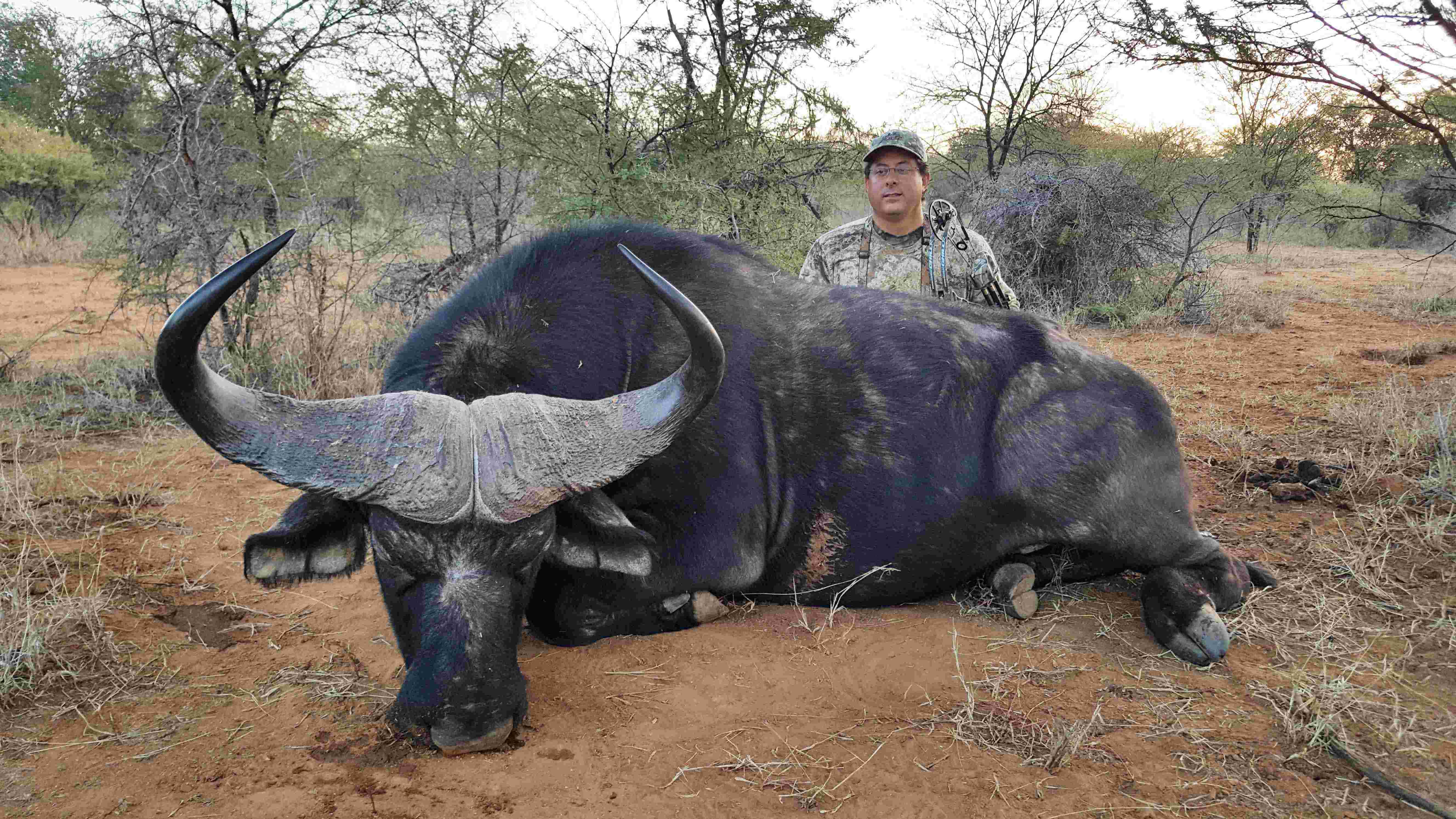 39" African Buffalo