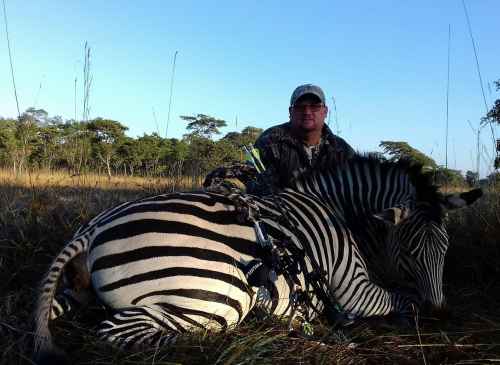 Beautiful Zambian zebra