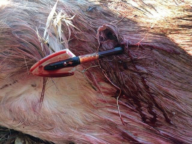The Last Deer of the Season