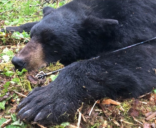 Gran Oso Negro