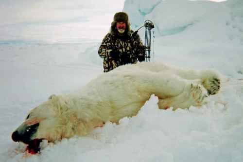 Polar Bear Pursuit