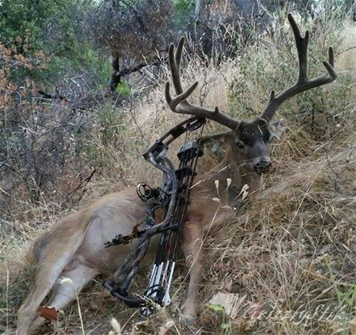 Another Northern California blacktail