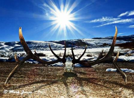 Wyoming Bull